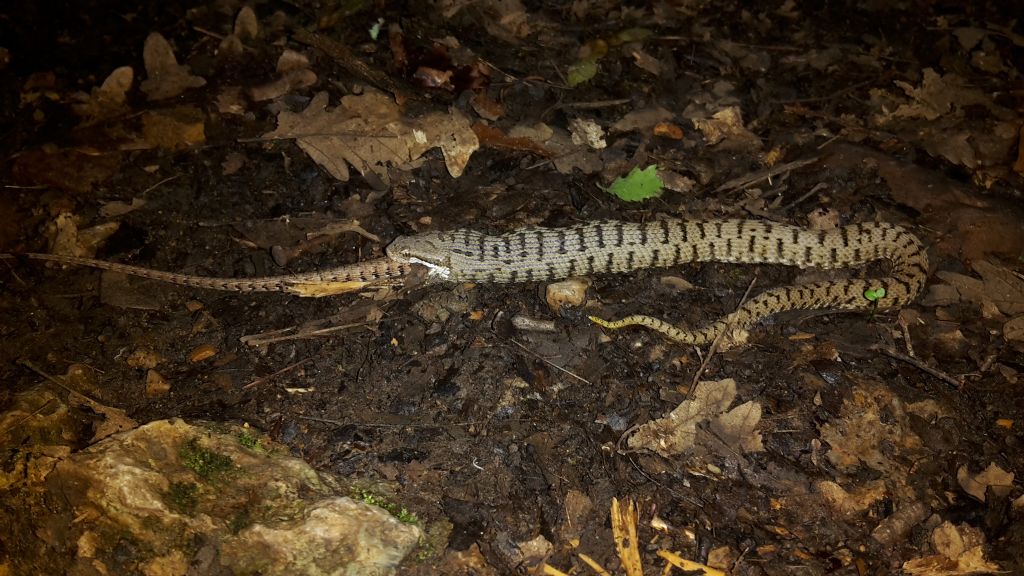 il pasto dell''aspide (Vipera aspis francisciredi)